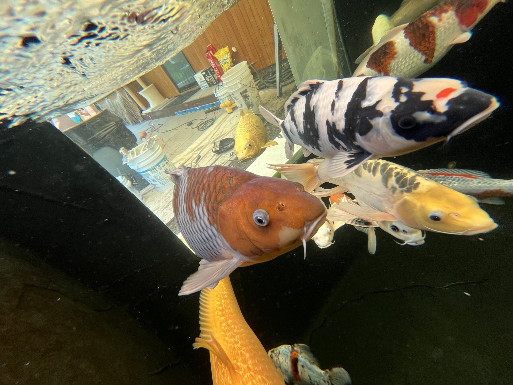 Underwater view of colorful koi in orange, black and white, and yellow swimming past the pond glass viewing window.