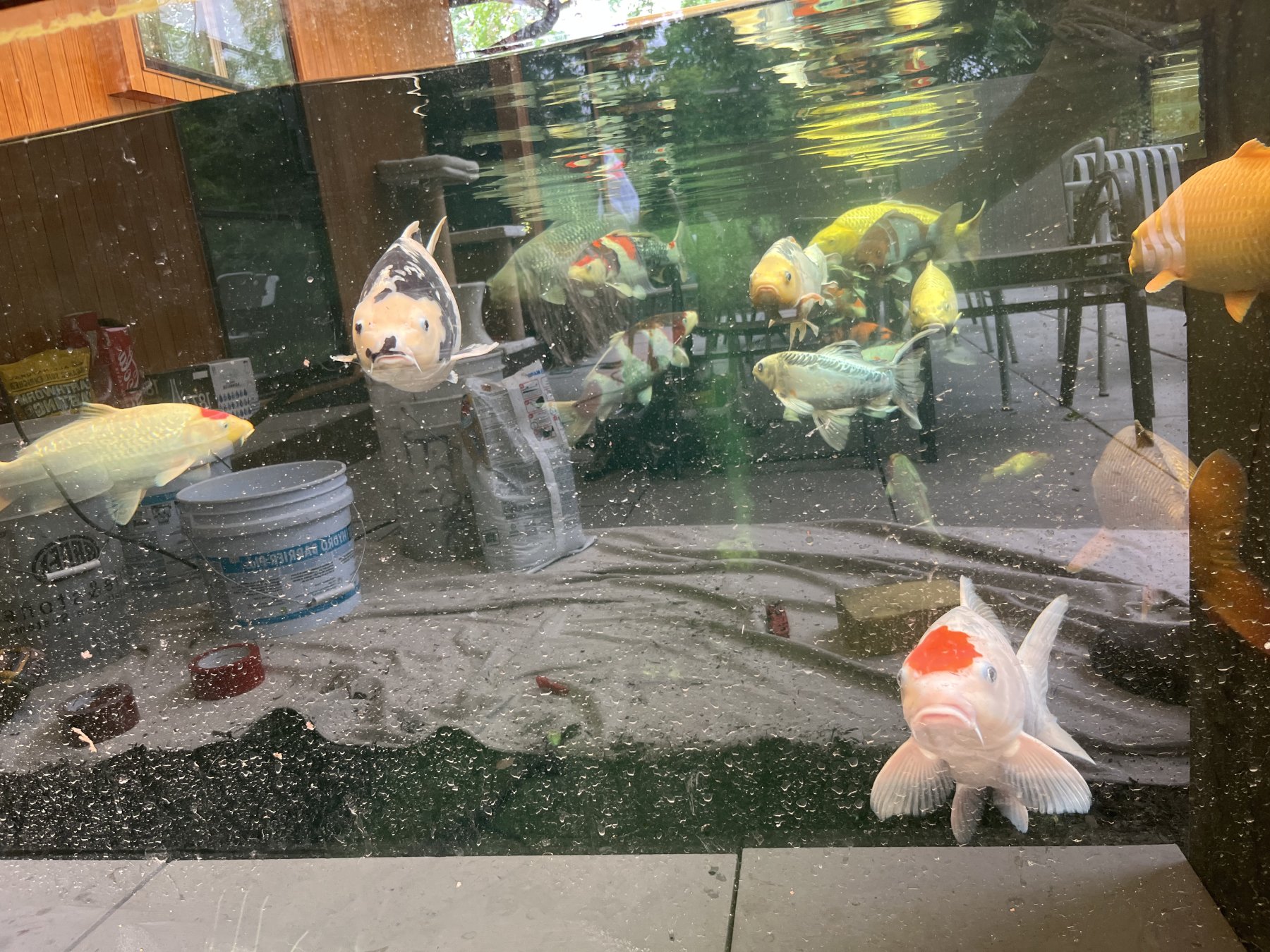 Koi gathered behind the viewing window of a custom pond, looking out over the tiled pond bottom.