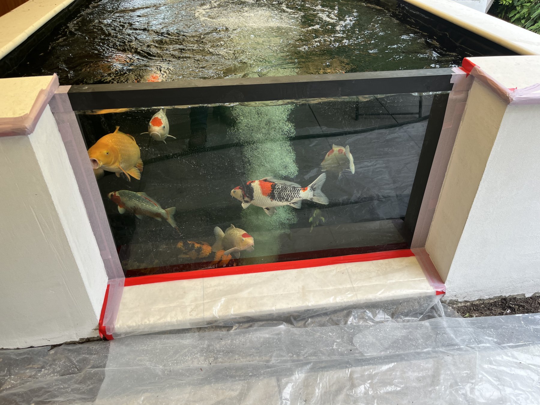 Front glass viewing panel of a newly built koi pond, with several koi visible through the water above a tiled pond floor.